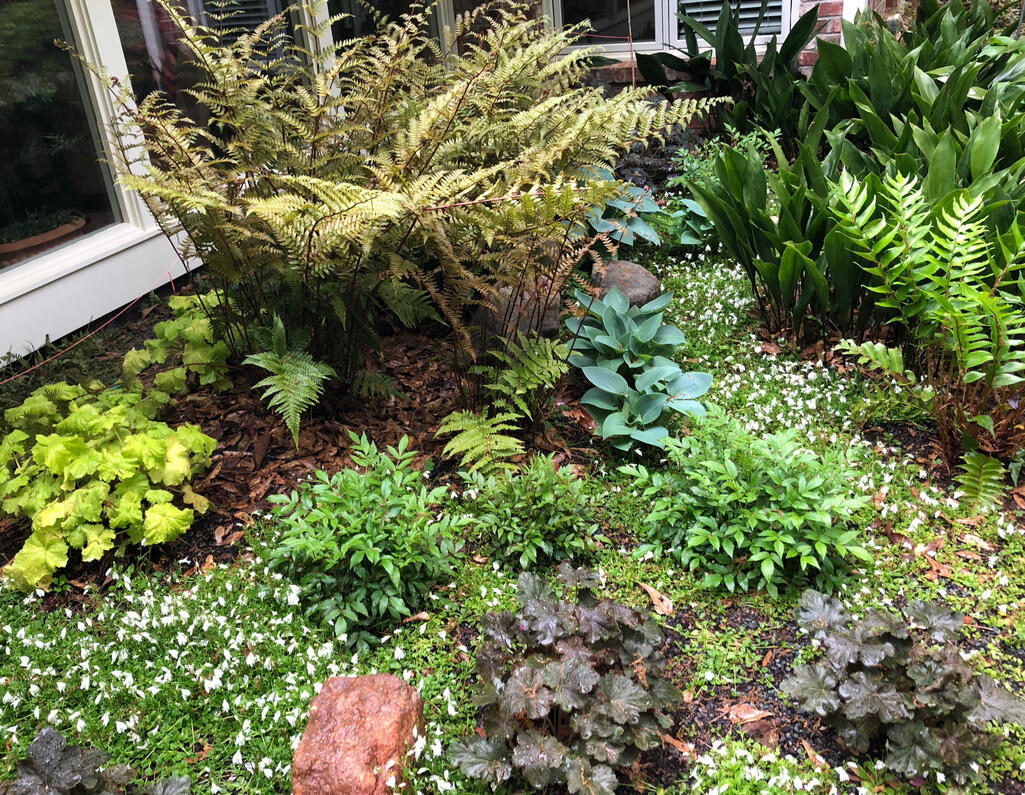 A calm and tranquil shade garden
