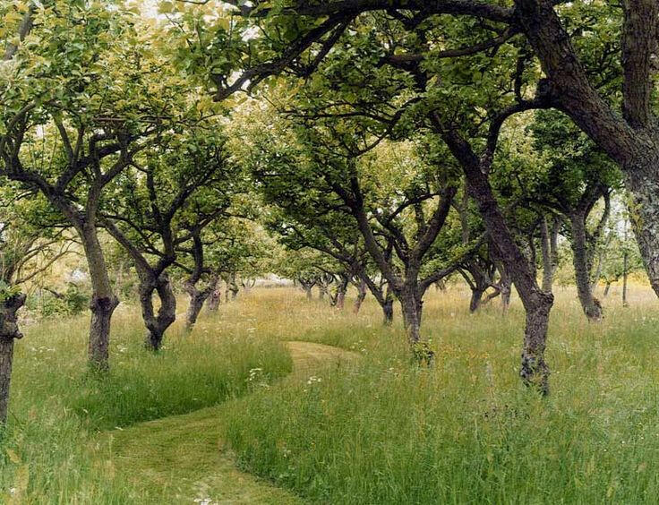 Reclaimed meadow in an established orchard
