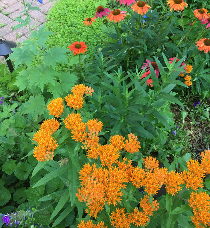 A mix of bold colors creates a sense of energy in the garden
