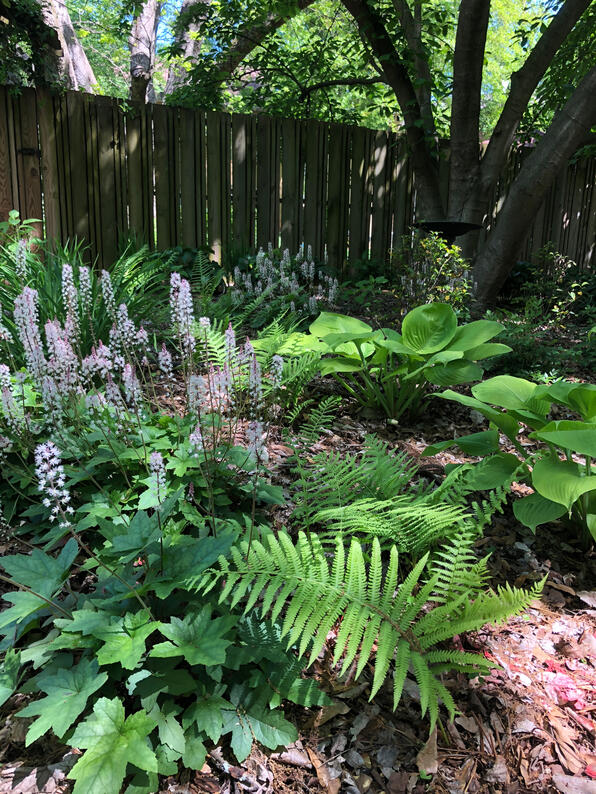 Color and texture in a shade garden