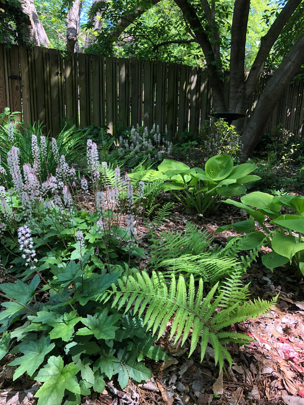 Color and texture in a shade garden