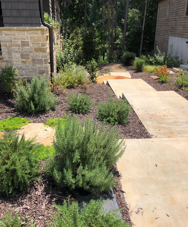 Edible sideyard in Serenbe