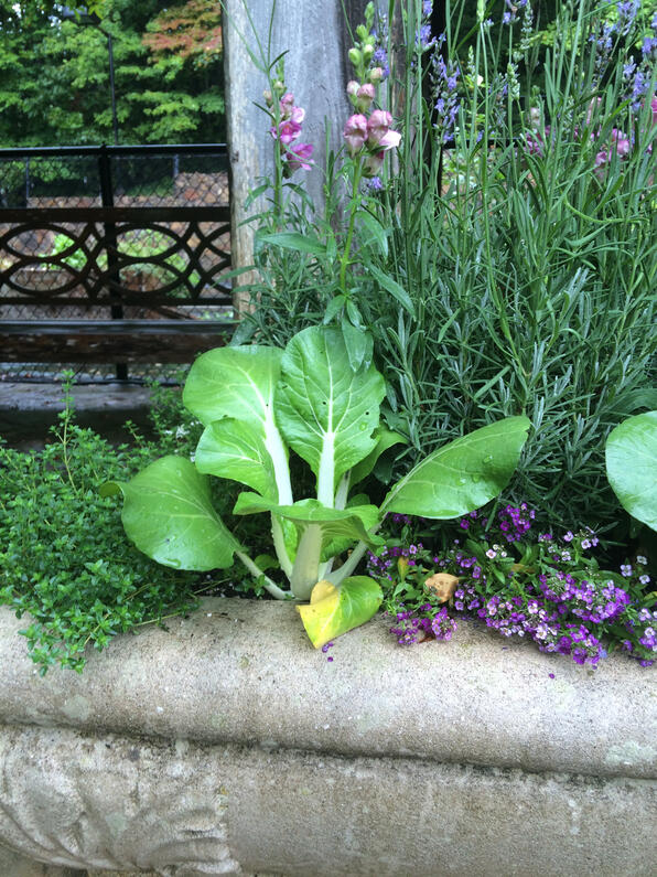 Edible flowers and herbs as ornamentation