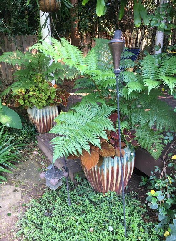 Fern Grotto with bold planters