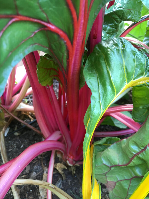 Chard in an edible garden